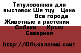 Титулованная для выставок Ши-тцу › Цена ­ 100 000 - Все города Животные и растения » Собаки   . Крым,Северная